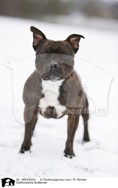 Staffordshire Bullterrier / RR-65054