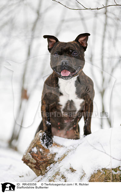 Staffordshire Bullterrier / RR-65056