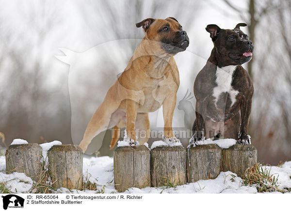 2 Staffordshire Bullterrier / RR-65064