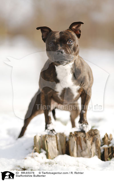 Staffordshire Bullterrier / RR-65078