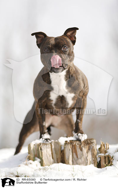 Staffordshire Bullterrier / RR-65080