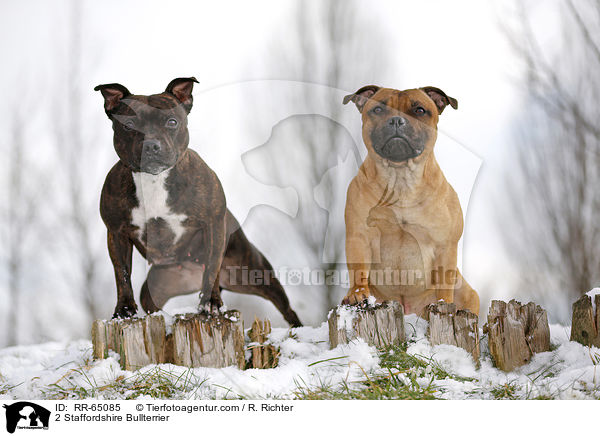 2 Staffordshire Bullterrier / RR-65085