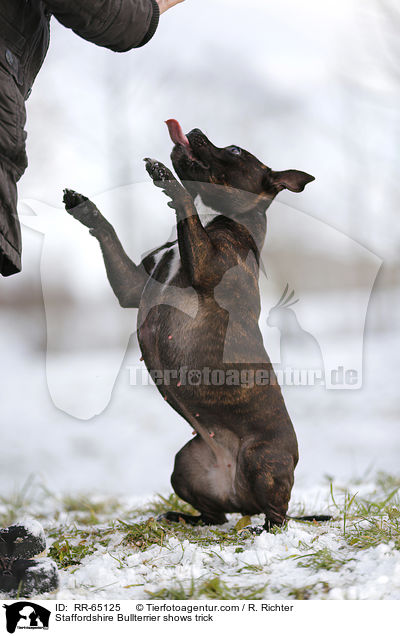 Staffordshire Bullterrier zeigt Trick / Staffordshire Bullterrier shows trick / RR-65125