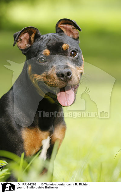 junger Staffordshire Bullterrier / young Staffordshire Bullterrier / RR-84292