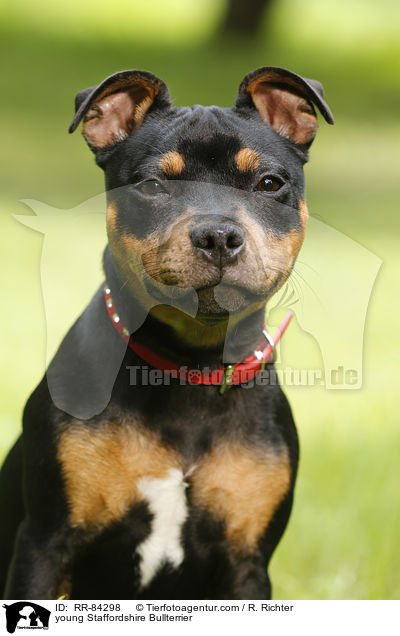 junger Staffordshire Bullterrier / young Staffordshire Bullterrier / RR-84298