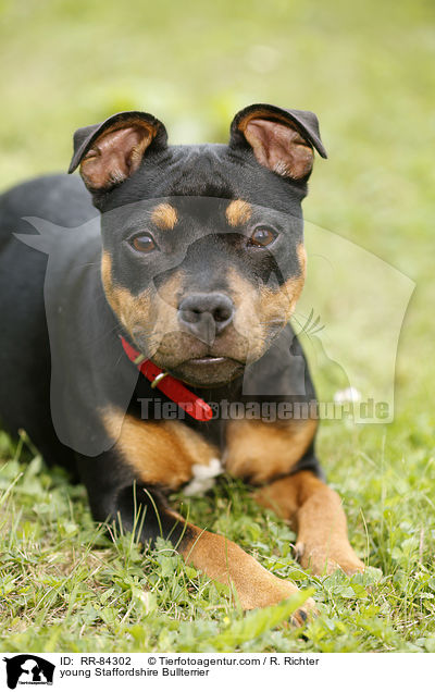 junger Staffordshire Bullterrier / young Staffordshire Bullterrier / RR-84302