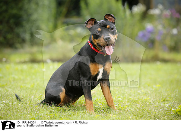 junger Staffordshire Bullterrier / young Staffordshire Bullterrier / RR-84304