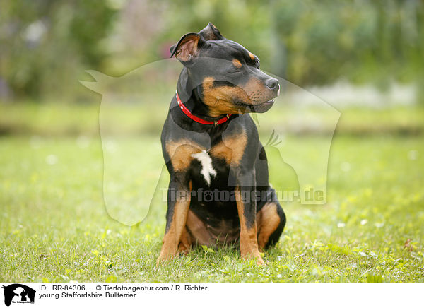 junger Staffordshire Bullterrier / young Staffordshire Bullterrier / RR-84306