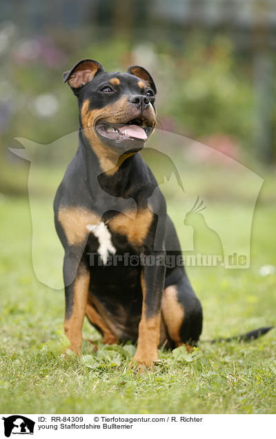 junger Staffordshire Bullterrier / young Staffordshire Bullterrier / RR-84309