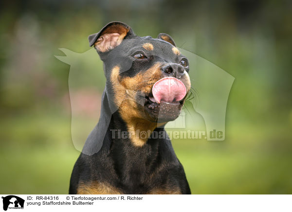 junger Staffordshire Bullterrier / young Staffordshire Bullterrier / RR-84316