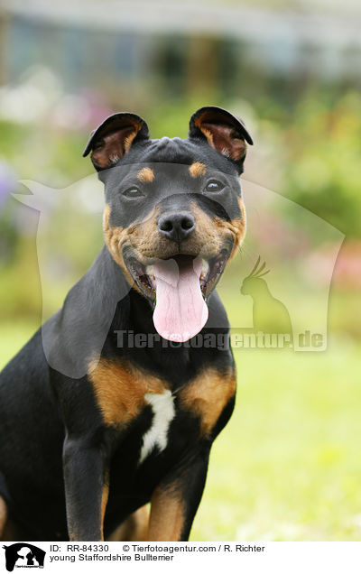 junger Staffordshire Bullterrier / young Staffordshire Bullterrier / RR-84330