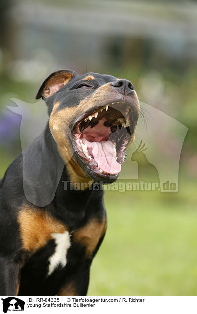 junger Staffordshire Bullterrier / young Staffordshire Bullterrier / RR-84335