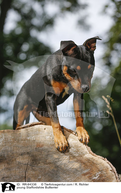 junger Staffordshire Bullterrier / young Staffordshire Bullterrier / RR-84336