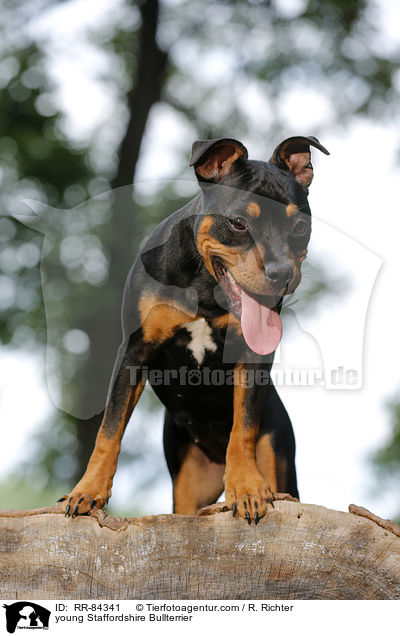 junger Staffordshire Bullterrier / young Staffordshire Bullterrier / RR-84341