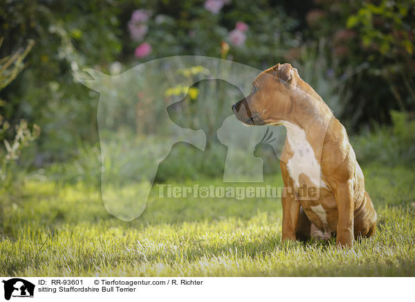 sitzender Staffordshire Bullterrier / sitting Staffordshire Bull Terrier / RR-93601