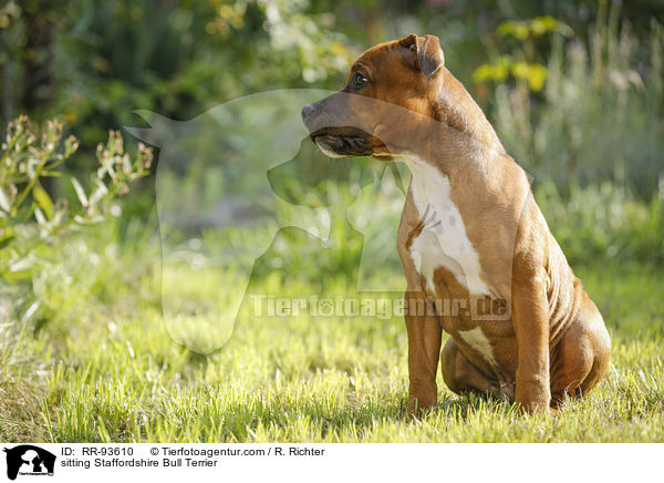 sitzender Staffordshire Bullterrier / sitting Staffordshire Bull Terrier / RR-93610