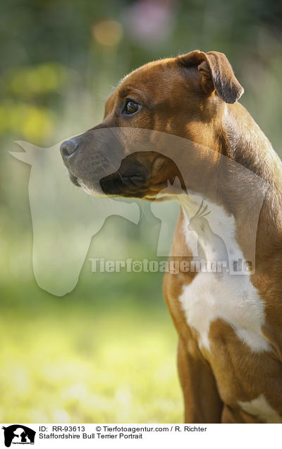 Staffordshire Bullterrier Portrait / Staffordshire Bull Terrier Portrait / RR-93613