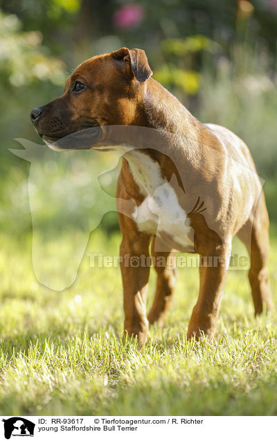 junger Staffordshire Bullterrier / young Staffordshire Bull Terrier / RR-93617