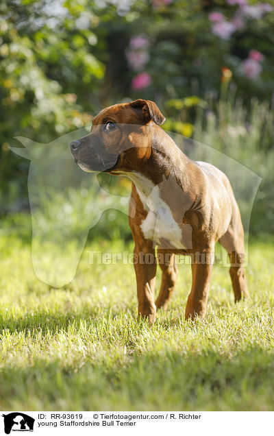 junger Staffordshire Bullterrier / young Staffordshire Bull Terrier / RR-93619