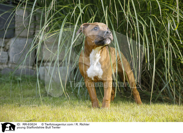 junger Staffordshire Bullterrier / young Staffordshire Bull Terrier / RR-93624