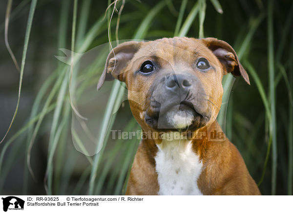 Staffordshire Bullterrier Portrait / Staffordshire Bull Terrier Portrait / RR-93625