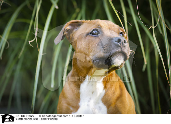 Staffordshire Bullterrier Portrait / Staffordshire Bull Terrier Portrait / RR-93627