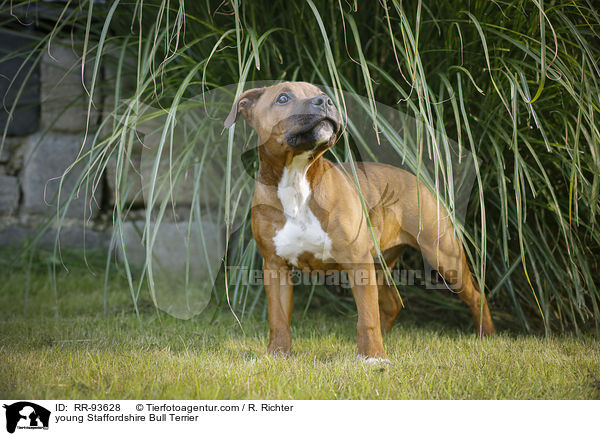 junger Staffordshire Bullterrier / young Staffordshire Bull Terrier / RR-93628