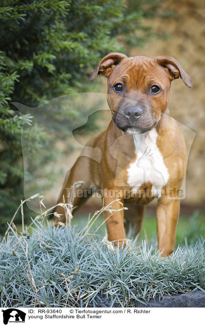 junger Staffordshire Bullterrier / young Staffordshire Bull Terrier / RR-93640