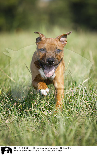 Staffordshire Bullterrier rennt ber Wiese / Staffordshire Bull Terrier runs over meadow / RR-93683