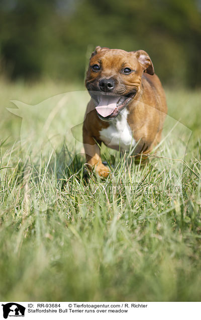 Staffordshire Bullterrier rennt ber Wiese / Staffordshire Bull Terrier runs over meadow / RR-93684