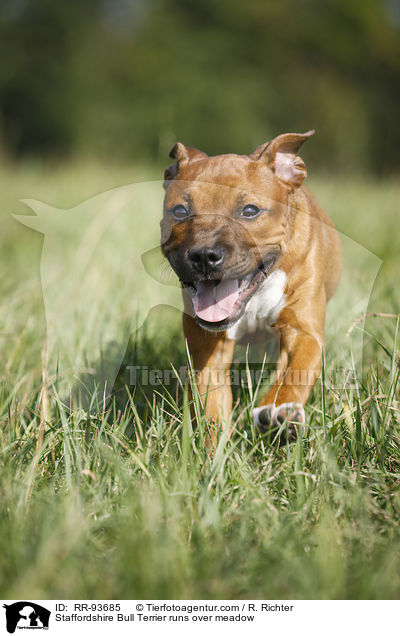 Staffordshire Bullterrier rennt ber Wiese / Staffordshire Bull Terrier runs over meadow / RR-93685