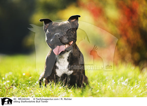 sitzender Staffordshire Bullterrier / sitting Staffordshire Bull Terrier / RR-94444