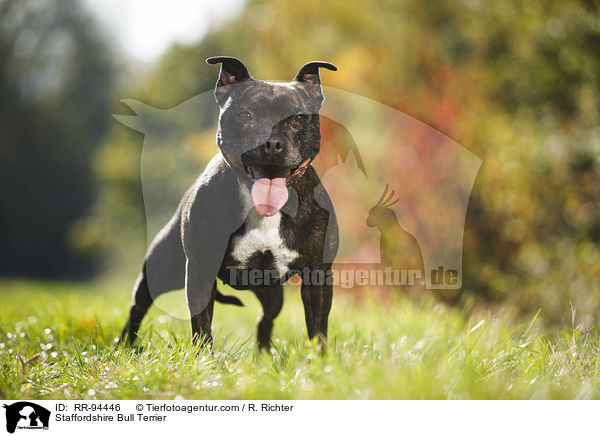 Staffordshire Bullterrier / Staffordshire Bull Terrier / RR-94446