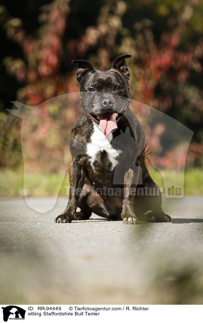 sitzender Staffordshire Bullterrier / sitting Staffordshire Bull Terrier / RR-94449