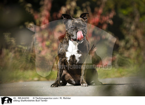 sitzender Staffordshire Bullterrier / sitting Staffordshire Bull Terrier / RR-94450