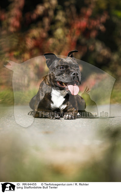 liegender Staffordshire Bullterrier / lying Staffordshire Bull Terrier / RR-94455