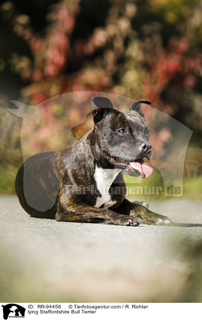 liegender Staffordshire Bullterrier / lying Staffordshire Bull Terrier / RR-94458