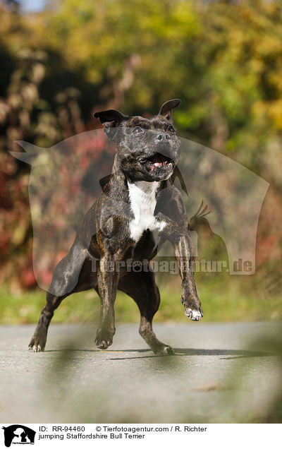 springender Staffordshire Bullterrier / jumping Staffordshire Bull Terrier / RR-94460