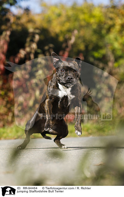 springender Staffordshire Bullterrier / jumping Staffordshire Bull Terrier / RR-94464