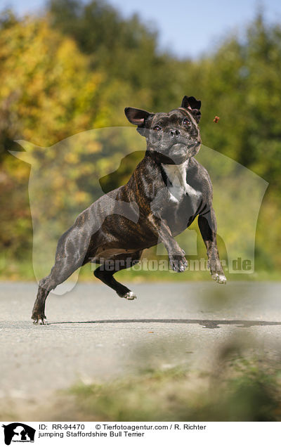 springender Staffordshire Bullterrier / jumping Staffordshire Bull Terrier / RR-94470