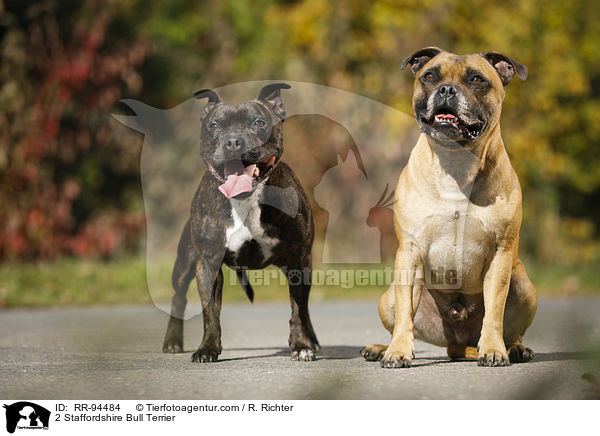 2 Staffordshire Bull Terrier / RR-94484