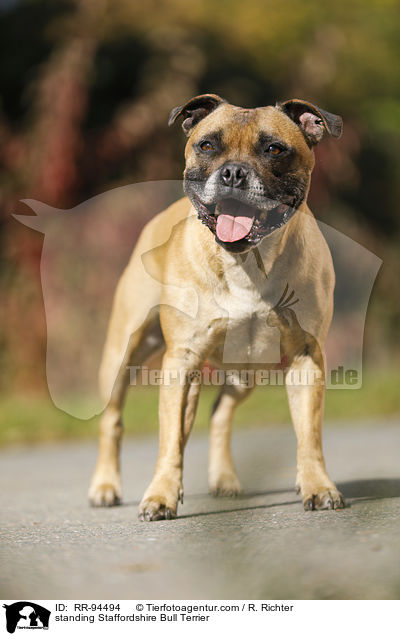 standing Staffordshire Bull Terrier / RR-94494