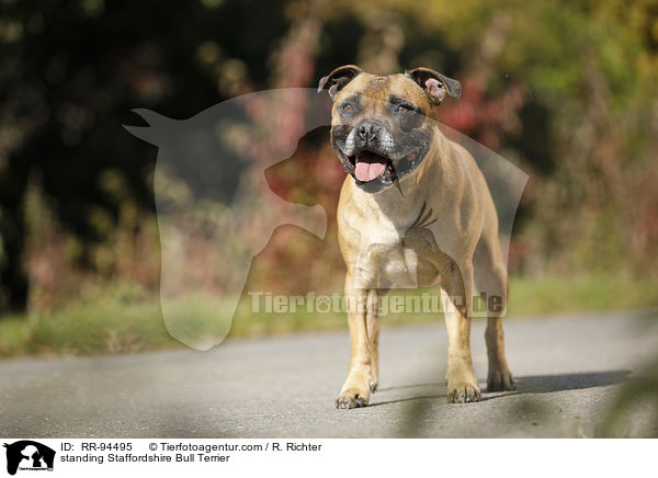 stehender Staffordshire Bullterrier / standing Staffordshire Bull Terrier / RR-94495