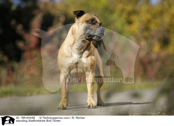 stehender Staffordshire Bullterrier / standing Staffordshire Bull Terrier / RR-94496