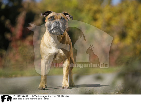 stehender Staffordshire Bullterrier / standing Staffordshire Bull Terrier / RR-94497