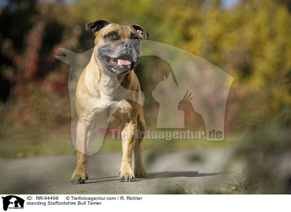 stehender Staffordshire Bullterrier / standing Staffordshire Bull Terrier / RR-94498