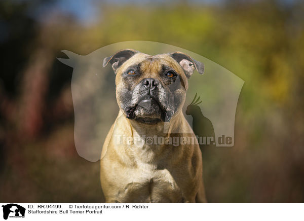Staffordshire Bullterrier Portrait / Staffordshire Bull Terrier Portrait / RR-94499
