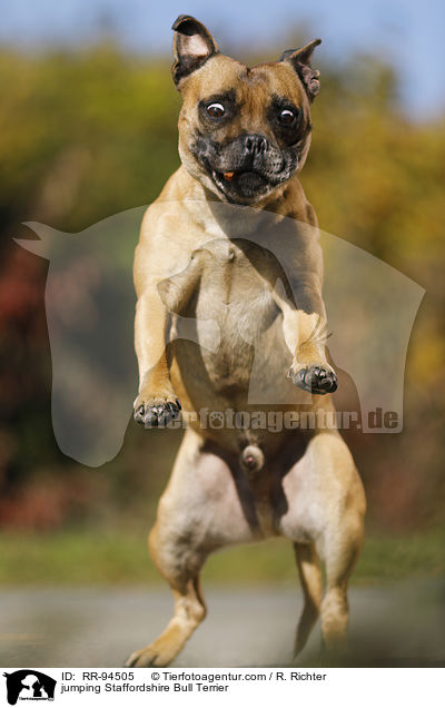 springender Staffordshire Bullterrier / jumping Staffordshire Bull Terrier / RR-94505