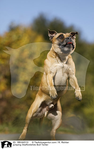 springender Staffordshire Bullterrier / jumping Staffordshire Bull Terrier / RR-94510