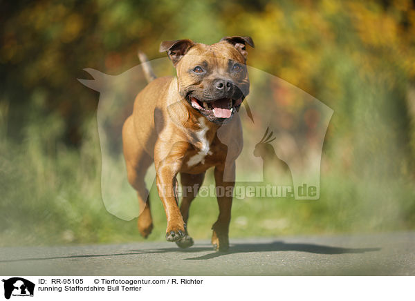 rennender Staffordshire Bullterrier / running Staffordshire Bull Terrier / RR-95105